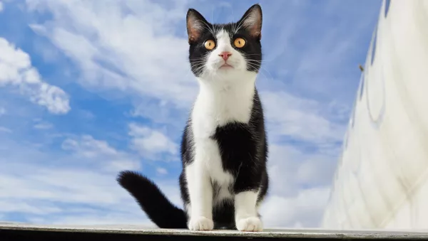 猫 - Sputnik 日本