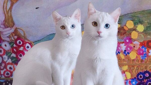 オッドアイの白猫双子、ネットを魅了 - Sputnik 日本