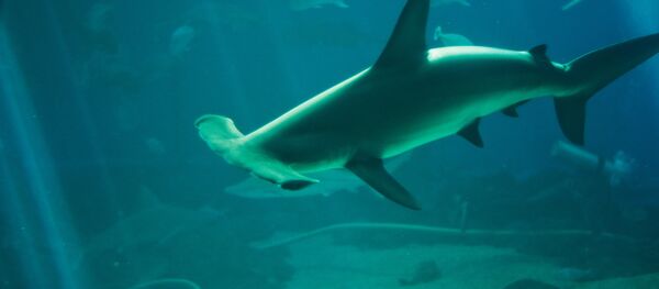 シュモクザメ シュモクザメ - Sputnik 日本