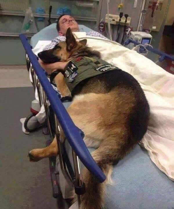 米国、犬が負傷兵のベッドを後にすることを拒む 米国、犬が負傷兵のベッドを後にすることを拒む - Sputnik 日本