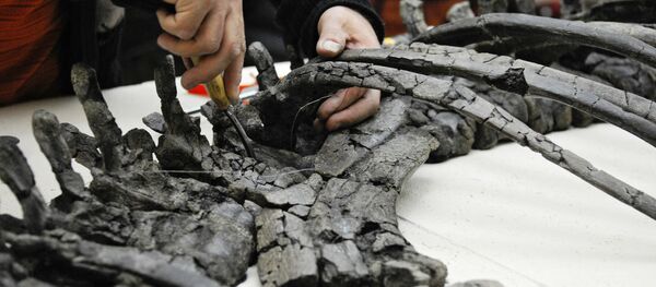 露「恐竜村」で巨大な骨の断片を発見【アーカイブ写真】 露「恐竜村」で巨大な骨の断片を発見【アーカイブ写真】 - Sputnik 日本