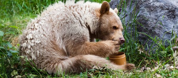 熊 熊 - Sputnik 日本