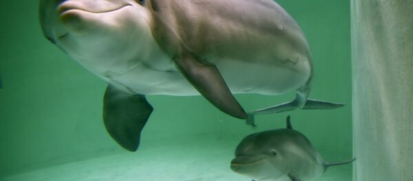 クリミアでの橋建設で海峡に住むイルカが増加 - Sputnik 日本