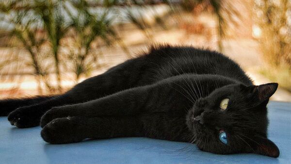 黒ネコ感謝の日! 黒ネコの飼い主って最高の幸せ者！というのを証明する９つの理由 - Sputnik 日本