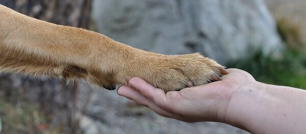 米国 犬がかけがえのない命と引き換えに赤ちゃんを火事から救う 米国 犬がかけがえのない命と引き換えに赤ちゃんを火事から救う - Sputnik 日本