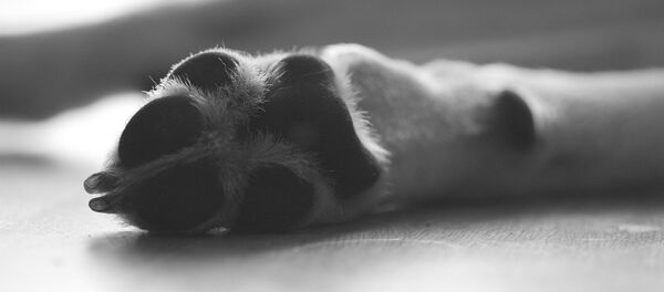 犬 - Sputnik 日本