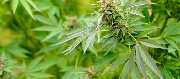 世界初、マリファナ完全合法化の国が出現 世界初、マリファナ完全合法化の国が出現 - Sputnik 日本