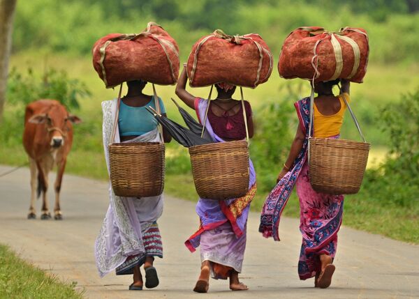 インド女性、アッサムの茶畑で茶葉の袋を運ぶ - Sputnik 日本