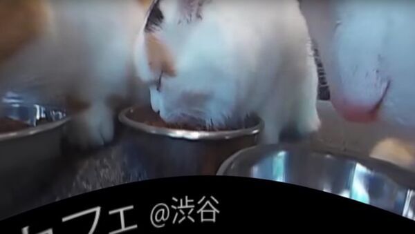ネコ包囲の至福 - Sputnik 日本
