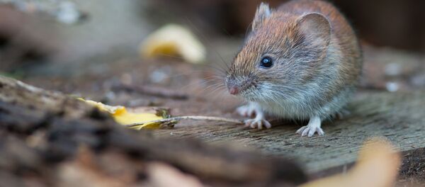 マウス マウス - Sputnik 日本