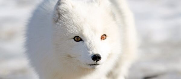 キツネ キツネ - Sputnik 日本