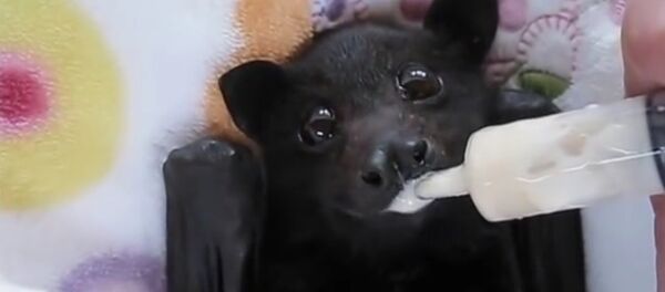 こうもりの赤ちゃん、おくるみで抱っこでバナナスムージーをごっくん - Sputnik 日本