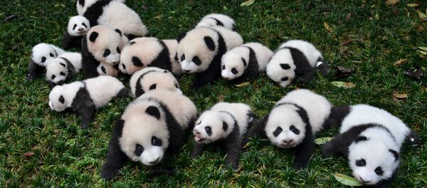 子パンダたち 子パンダたち - Sputnik 日本