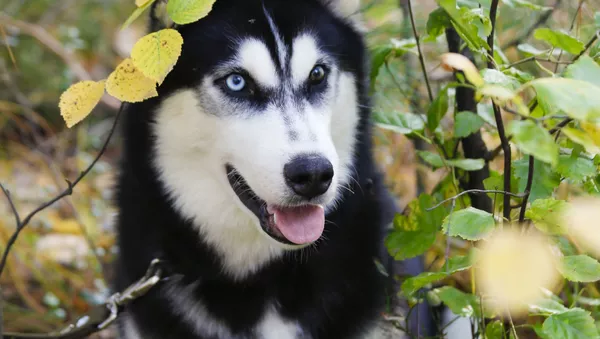 怒り顔の犬、飼い主の鬱病を治す - Sputnik 日本