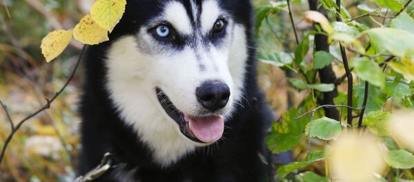 怒り顔の犬、飼い主の鬱病を治す 怒り顔の犬、飼い主の鬱病を治す - Sputnik 日本