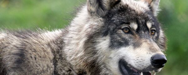 オオカミ - Sputnik 日本