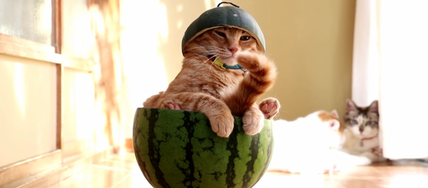 「日本の夏」スイカ猫 - Sputnik 日本