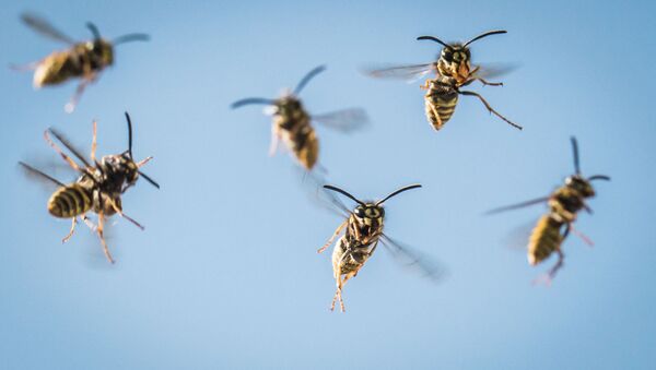 日本　マラソン大会で１１５人がスズメバチに刺される - Sputnik 日本