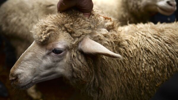 羊の世界最高値更新　49万ドルで取引 - Sputnik 日本