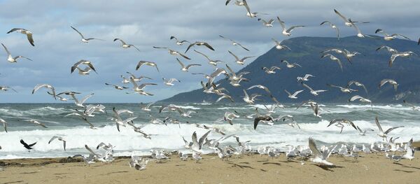 主題はクリルでの養殖と観光　露日次官級協議、明日からモスクワで - Sputnik 日本