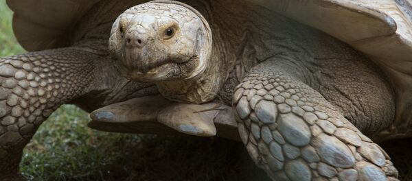 岡山県 脱走のゾウガメの発見者に懸賞金50万円 岡山県 脱走のゾウガメの発見者に懸賞金50万円 - Sputnik 日本