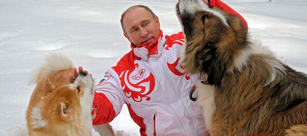 日本、プーチン大統領の秋田犬ユメの花婿を探す意向 日本、プーチン大統領の秋田犬ユメの花婿を探す意向 - Sputnik 日本