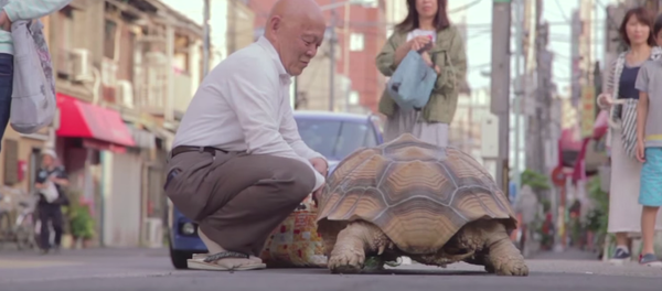 20年以上毎日 巨大ガメとのんびり散歩する日本人(動画) 20年以上毎日 巨大ガメとのんびり散歩する日本人(動画) - Sputnik 日本