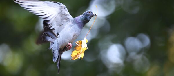 ハト ハト - Sputnik 日本