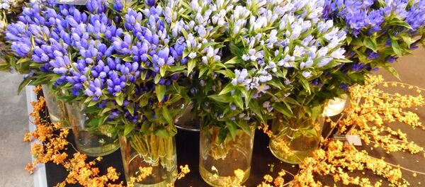 日本の花 日本の花 - Sputnik 日本