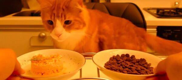 手作りごはんＶＳキャットフード：あなたが猫だったらどちらを選びますか？ - Sputnik 日本