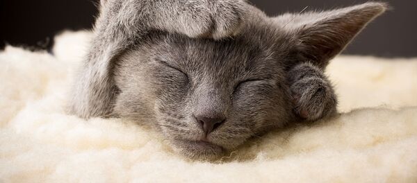 猫が喉を鳴らす「ごろごろ」音は人間の健康に良い、ロシアの研究者が明らかに - Sputnik 日本