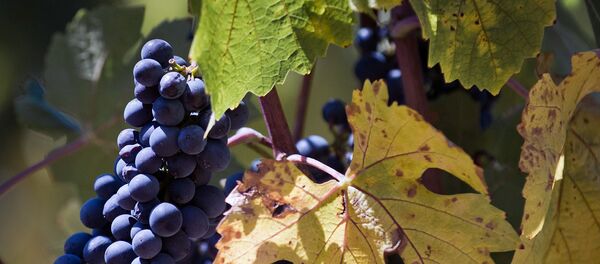 ブドウ - Sputnik 日本