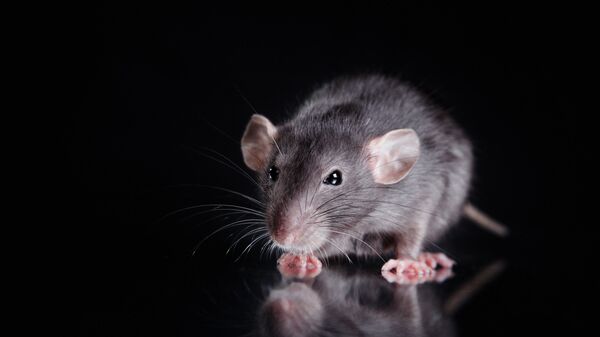 米国で共食いネズミが発生　 - Sputnik 日本