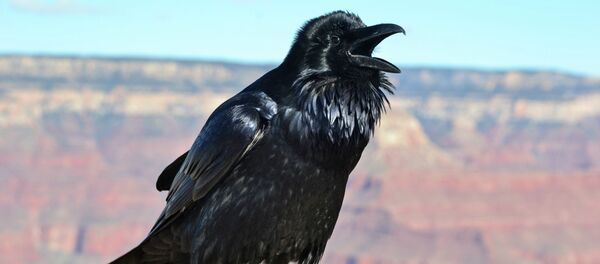 学者 労働の用具をつくることのできる鳥の種類を発見 学者 労働の用具をつくることのできる鳥の種類を発見 - Sputnik 日本