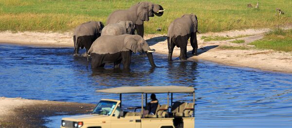 ゾウ - Sputnik 日本