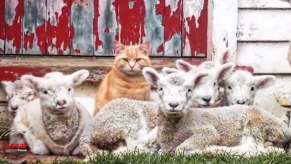羊の群れを率いるネコのスティーブ、ニュージーランド - Sputnik 日本