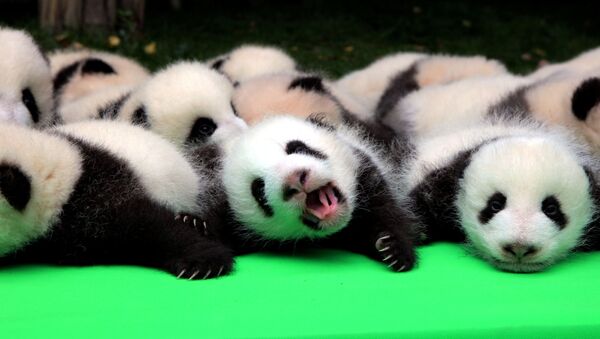 腹這いになった23匹の子パンダの動画がネットで人気爆発 - Sputnik 日本