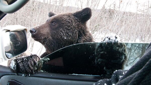 子どもの乗る車にクマが「入りたい」　北京サファリパーク - Sputnik 日本