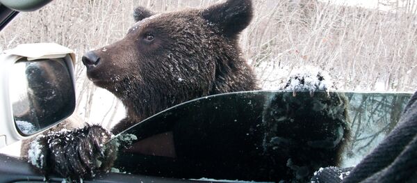 子どもの乗る車にクマが「入りたい」　北京サファリパーク - Sputnik 日本