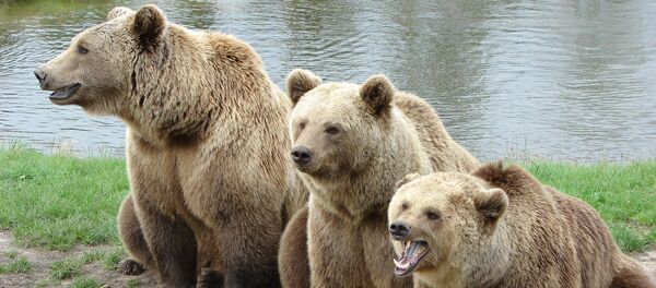 熊 - Sputnik 日本