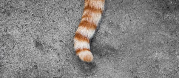 Хвост рыжего кота Хвост рыжего кота - Sputnik 日本