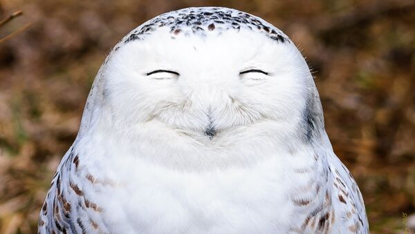 One very content snowy owl - Sputnik 日本