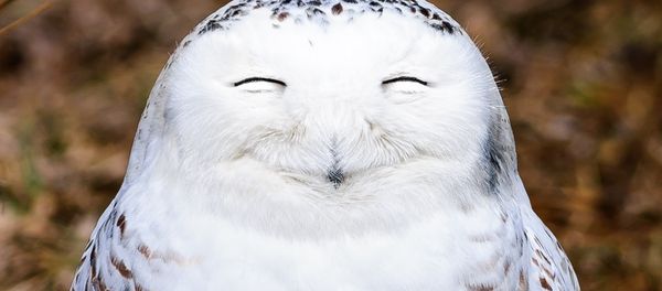 One very content snowy owl One very content snowy owl - Sputnik 日本