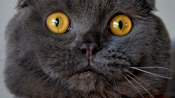ロシア人　「超能力を持つ猫」を５００万ルーブルで売る - Sputnik 日本