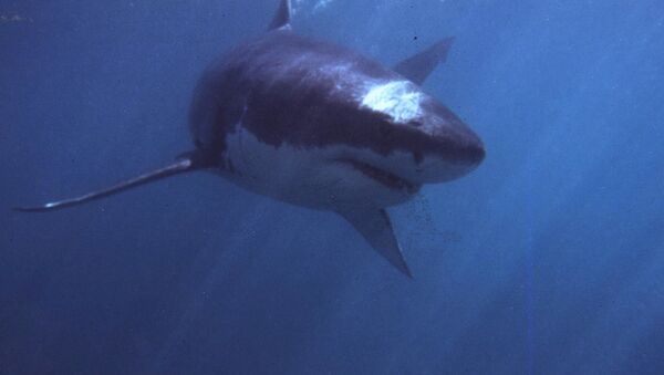 有史以前の巨大サメの存在が明らかに - Sputnik 日本