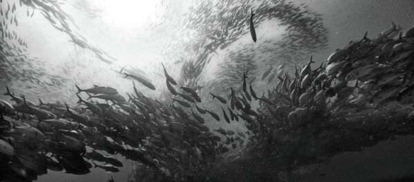 マグロ - Sputnik 日本