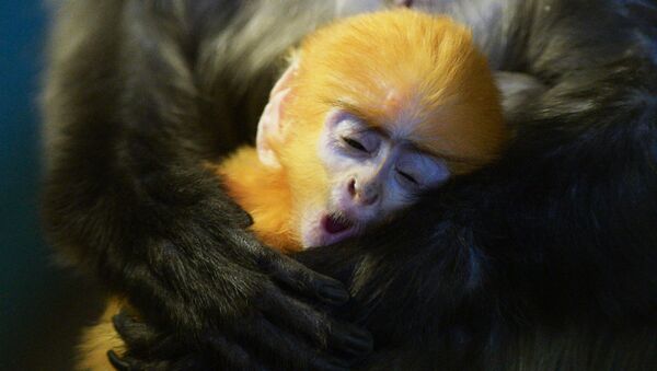 Детеныш очкового лангура, родившийся у пары приматов в Новосибирском зоопарке - Sputnik 日本