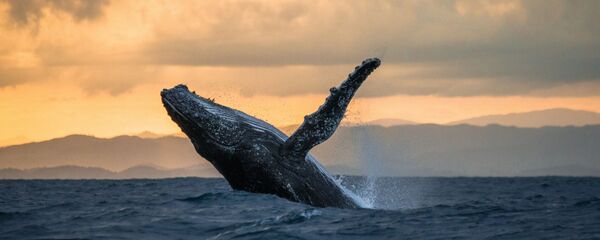 学者たちが、クジラの目でみた南極を紹介する【動画】 学者たちが、クジラの目でみた南極を紹介する【動画】 - Sputnik 日本