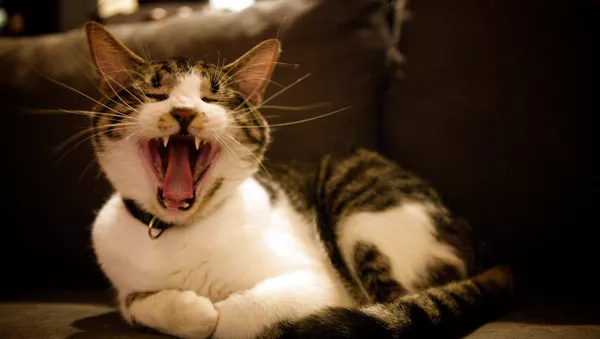 猫 - Sputnik 日本