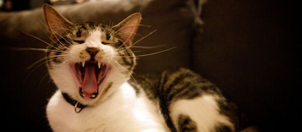 猫 猫 - Sputnik 日本